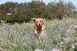 GOLDEN RETRIEVER 157